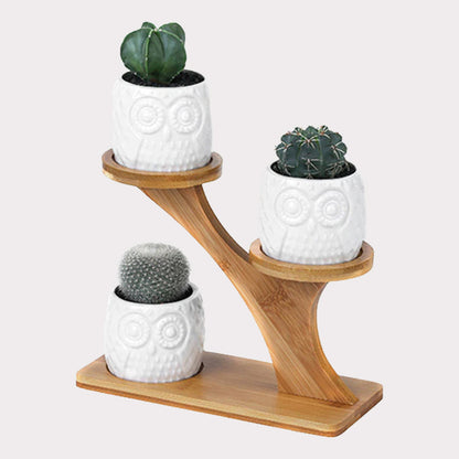 succulents in bamboo Succulent Bamboo Pots & Planters Shelf – HNDLE LLC