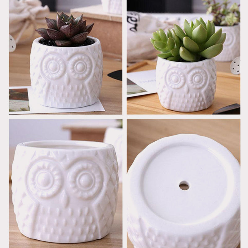 succulent bamboo Succulent Bamboo Pots & Planters Shelf – HNDLE LLC